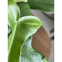 ราคา Philodendron Florida Beauty Variegated ก้ามกุ้งด่าง ก้ามกุ้งเนื้อเยื่อด่าง ติดด่างแล้ว ต้นตามภาพเลยค่ะ กระถางใส 6นิ้ว (8672193378)