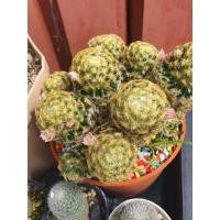 ราคา แมมขนนกเหลืองดอกชมพูติดตุ่มดอกเยอะมาก (26191481962)