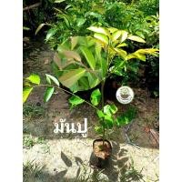 ราคา ต้นมันปู ยอดกินได้ ยอดมันปู รสชาติมันๆ ผักสวนครัว (40352680797)