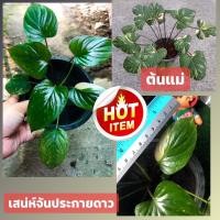 ราคา เสน่ห์จันทร์ประกายดาว เสน่ห์จันทร์ประกายดาวด่าง ขาว แม่ก้านชมพู (13860360701)