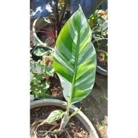 ราคา กล้วยฟลอริด้าด่าง(Musa Frorida Variegated) (16690078310)