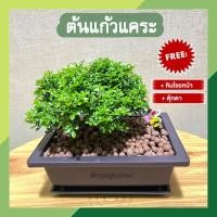 ราคา (มีของแถม!!) ต้นแก้วแคระ กระถางบอนไซ ต้นไม้ฟอกอากาศ แก้วบอนไซ ออกดอกตลอดปี แก้วแคระ Murraya paniculata ต้นแก้วแคระแก้ว (22759357359)