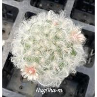 ราคา แคคตัส แมมขนแกะ Mammillaria bocasana v.multilanata /Cactus (11463604794)