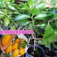 ราคา 2 ต้น*ต้นมะยงชิดทูลเกล้า ให้ผลใหญ่เท่าไข่ไก่กรอบ ต้นเสียบยอด สินค้าพร้อมส่ง (7258328118)