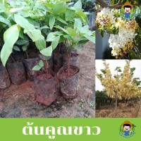 ราคา ต้นคูณขาว ไม้ดอกหอม เป็นไม้มงคล (14791544352)
