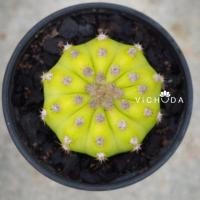 ราคา Cactus / Echinopsis / อิชินอปซิส (1660507535)