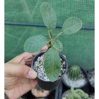 ราคา มะพร้าวทะเลทรายใบกลม (13273007330)