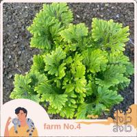 ราคา ต้นเฟิร์นกนกนารี กระถางใหญ่ 6 นิ้ว (15996231466)