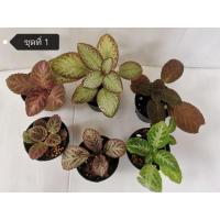 ราคา ต้นพรมญี่ปุ่น กระถาง 3 นิ้ว คละสายพันธ์ุ ชุด 6 กระถาง แถม 1 กระถาง (26051892466)