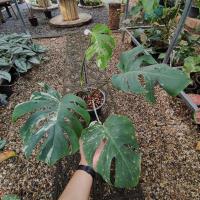 ราคา Monstera Borsigiana Albo Variegated - มอนสเตอร่าด่างขาว - มอนสเตอร่าอัลโบ้ - ต้นไม้ฟอกอากาศ ไม้ด่าง ไม้ประดับ (11395809310)