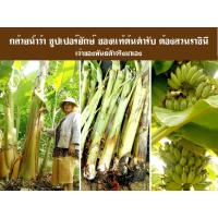 ราคา (เจ้าของสวนมาเอง)หน่อกล้วยน้ำว้า ซูปเปอร์ยักษ์ ( 1 หน่อ )ต้นตำหรับของแท้จากสวนราชินี ของแท้เจ้าเดียวในไทย (9670498575)