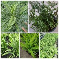 ราคา กลุ่มเฟิร์น ต้นไม้จัดสวน น้ำตก เฟิร์นบอสตัน เฟิร์นก้านดำ เฟิร์นใบมะขาม เฟิร์นฮาวาย เฟิร์นเงิน ส่งพร้อมกระถาง 5-6นิ้ว (4834298847)