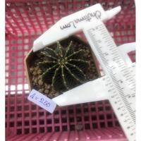 ราคา แคสตัส Gymnocalycium mihanovichii “LB2178” (3479807773)