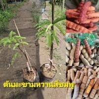 ราคา ต้นมะขามหวานพันธุ์สีชมพู ‼️ราคาต่อ1ต้น เป็นชื่อพันธุ์มะขามหวานที่โด่งดัง ของเพชรบูรณ์ในอำเภอชนแดนความอร่อย (41304708591)