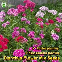 ราคา ปลูกง่าย150เมล็ด/ซอง เมล็ดพันธุ์ ดอกผีเสื้อ Mixed Colors Sweet William Dianthus Flower Seeds Dianthus Flower Plants Seed (26882678362)