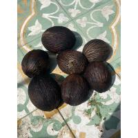 ราคา เมล็ดตีนเป็ดน้ำ สำหรับเพาะเป็นต้น 7 ลูก (18084466181)