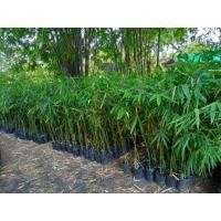 ราคา ไผ่ซางหม่นแท้แน่นอน100% (26435898964)