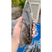 ราคา ปลาดุกร้า 1ตัว พร้อมส่ง (10940168828)