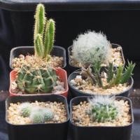 ราคา พืชอวบน้ำ กระบองเพชร succulent ยิมโน ขนนก เก๋งจีน ปราสาทนางฟ้าด่าง Cactus mammillaria, gymnocalycium (2371403659)