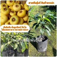 ราคา ต้นอินจันต้นลูกจันทร์ จันโอไม้มงคลหายาก ขนาด20-40cm (16792167667)