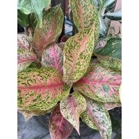 ราคา ต้นไม้มงคล อโกลนีมา รวยรายวัน (Aglaonema Ruayraywan) (12644738779)