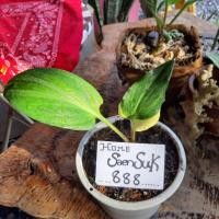 ราคา รวยล้นฟ้าด่างฮาฟไม้มงคล (8963698732)