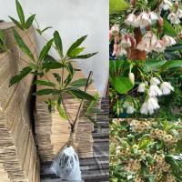 ราคา ต้นกระดิ่งนางฟ้า (1ต้น) (25032980469)