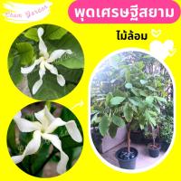 ราคา ต้นพุดเศรษฐีสยาม #พุดเศรษฐีสยาม ไม้ล้อม⛔️ทักแชทก่อนการสั่งซื้อ (25968077804)