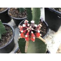 ราคา เฟเรียไนเทน และ เฟรเรียคัสตาเนีย Frailea Castanea v. Nitens แคคตัส กระบองเพชร เฟเรีย เฟอเรีย ฟอเรีย (28103367758)