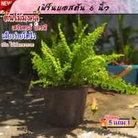 ราคา เฟิร์นบอสตัน เฟิร์นบอสตันแขวน ต้นไม้ฟอกอากาศ ดูดสารพิษ กระถาง 6 นิ้ว รากเต็ม พุ่มสวยๆ แต่งสวน จัดบ้าน ร้านกาแฟ (15747446424)
