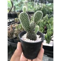 ราคา ต้นกระบองเพชร โอพันเทีย แคคคตัส ต้นหูกระต่าย หูมิกกี้เมาส์ ปีกนางฟ้า (11807049547)