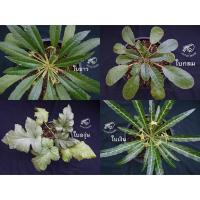ราคา มะพร้าวทะเลทราย ท่ามะกา Horwoodii ดอร์ส ดอส ดอสทีเนีย Dorstenia lavlani กระบองเพชร แคคตัส ใบยาว ใบกลม ใบด่าง ใบเงิน คริส (6162322780)