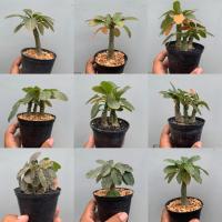 ราคา มะพร้าวทะเลทราย ใบกลม (Dorstenia) (23623732722)