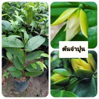 ราคา ต้นจำปูน จำปูน ไม้โบราญ (27937146568)