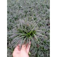 ราคา 1ชุด 20 ต้น หนวดปลาดุกแคระส่งพร้อมถุงขนาด 2 นิ้ว (23645416003)