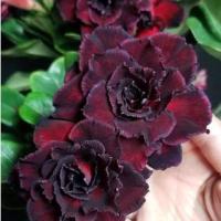 ราคา 4 เมล็ด ชวนชม สายพันธุ์ Black hybrid สีดำ กุหลาบทะเลทราย Desert Rose Adenium Seeds (22045951599)