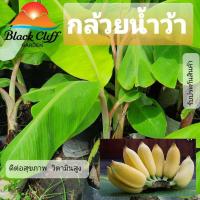 ราคา หน่อกล้วยน้ำว้า กล้วยน้ำว้า ต้นไม้ ไม้ผล ต้นพันธ์ เมล็ดพันธ์ พันธุ์ไม้ ไม้มงคล ไม้ฟอกอากาศ เมล็ดพันธุ์ สวนเขาหมาก (8605645860)