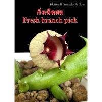 ราคา เก๋งจีน Huernia Urceolata (white clone) *กิ่งเด็ดสด* แคคตัส ไม้อวบน้ำ Cactus and Succulent (26866229199)