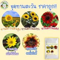 ราคา เมล็ดพันธุ์ รวม ชุด ทานตะวัน นำเข้า ปลูกง่าย ทนแดด /ทานตะวัน/ทานตะวันแดง/ทานตะวันแคระ/ทานตะวันซันโกลด์ ขายดี ส่งไว (9061092844)