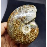 ราคา ฟอสซิลหอยดึกดำบรรพ์ล้านปี แอมโมไนต์ (Ammonite​ fossil​) มีเหลือบรุ้ง​ ชิ้นใหญ่ (5315618259)