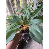 ราคา ต้นไม้มงคล ว่านเศรษฐีก้านทอง (9718907151)