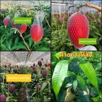 ราคา (2ต้น)(vาย ต้นพันธุ์) ต้น มะม่วงสีแดง มะม่วงแดง มะม่วง ต้นมะม่วง สี แดง happy (17745056290)