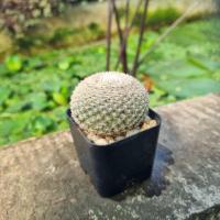 ราคา เเคคตัสMammillaria(microthele) (22364127973)