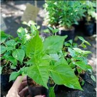 ราคา พริกแกวหอม1ถุงมี1ต้นลงถุง ผักสวนครัว สมุนไพร หอมเผ็ดอร่อย (20194720285)