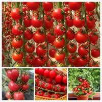 ราคา เมล็ดพันธุ์ มะเขือเทศเชอรี่ แดง Sweet Red Cherry Tomato Seeds Fruit Seeds บรรจุ 100 เมล็ด เมล็ดพันธุ์ผัก พันธุ์ไม้ผล (14109534329)