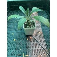 ราคา ต้น มะพร้าวทะเลทราย (11334983386)