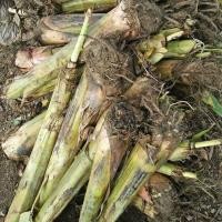 ราคา ต้นกล้วยน้ำว้า พันธุ์ปากช่อง 50 *หน่อขุดสด จัดชุด 2 หน่อ (6539691852)