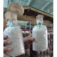 ราคา ก้อนเห็ดนางฟ้าภูฐานพร้อมเปิด (7539769099)
