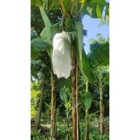 ราคา หน่อกล้วยหอมทอง พันธุ์แขนทอง (26768127103)