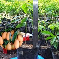 ราคา 1ต้น*ต้นมะยงชิดทูลเกล้า ผลใหญ่เท่าไข่ไก่กรอบ ต้นเสียบยอด 35-40ซม. เปรี้ยวหวานกรอบ รูปถ่ายจากสินค้าจริง มีสินค้าพร้อมส่ง (8122896528)